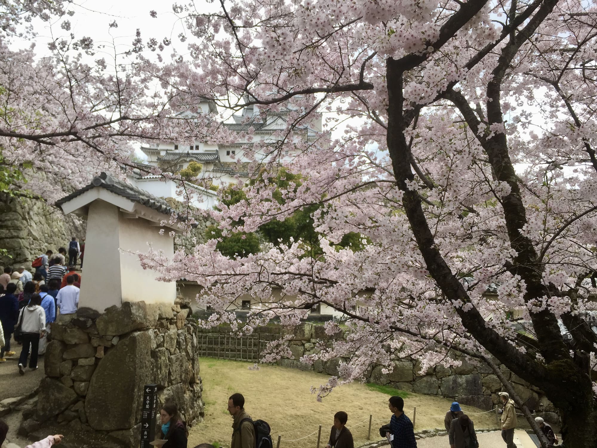 vida: Árbol de cerezo
