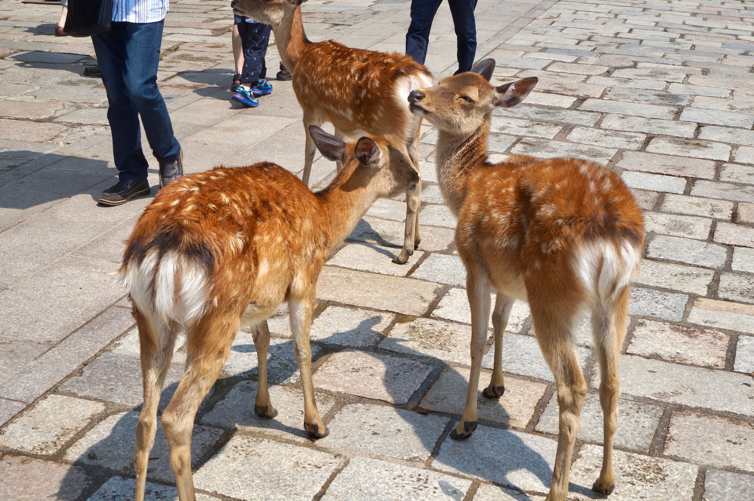 viajar: Aumentan los ataques de ciervos en Nara a turistas extranjeros
