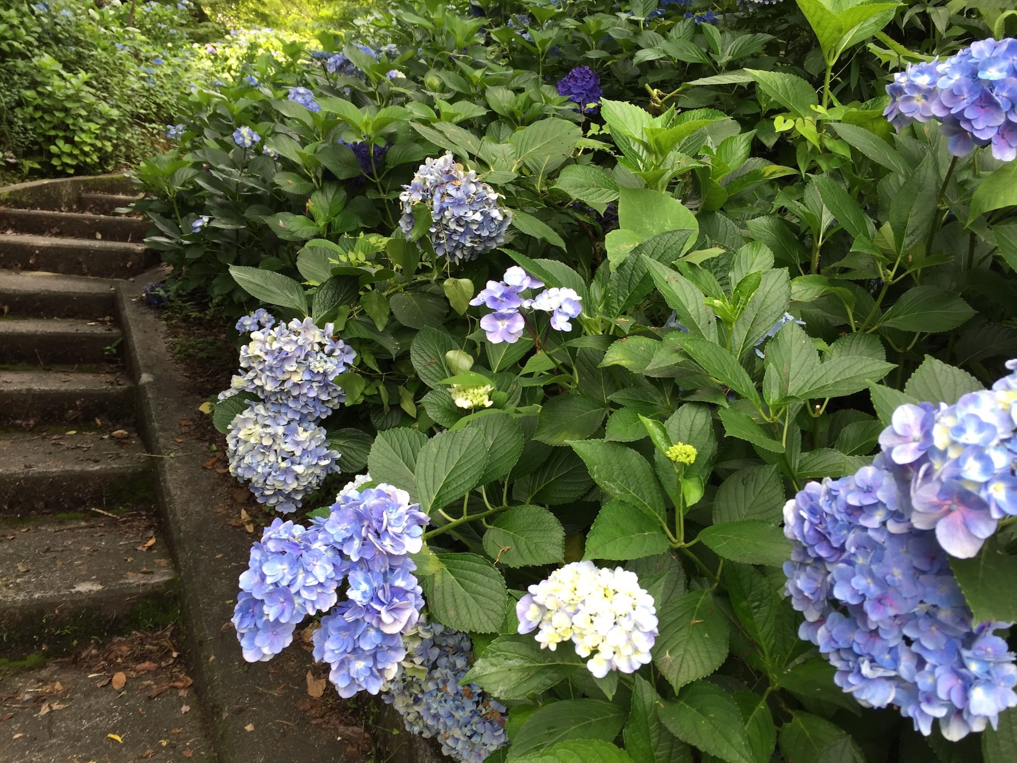 vida: Flores Japonesas y su significado - Las 10 flores japonesas más bonitas