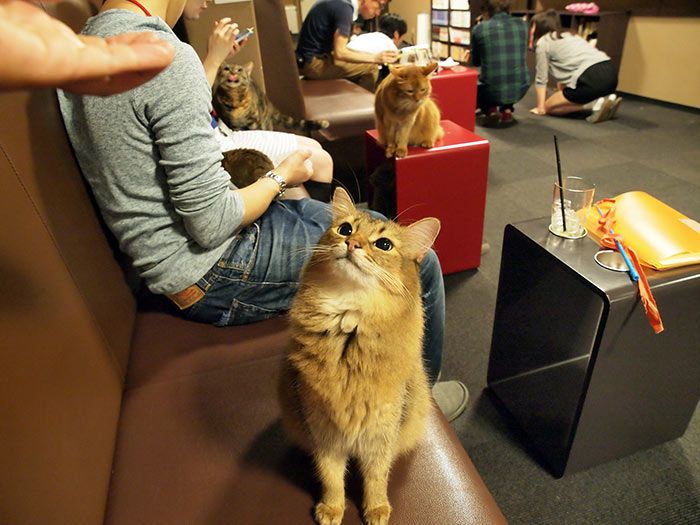 vida: Neko Cafe (Cafetería de gatos)