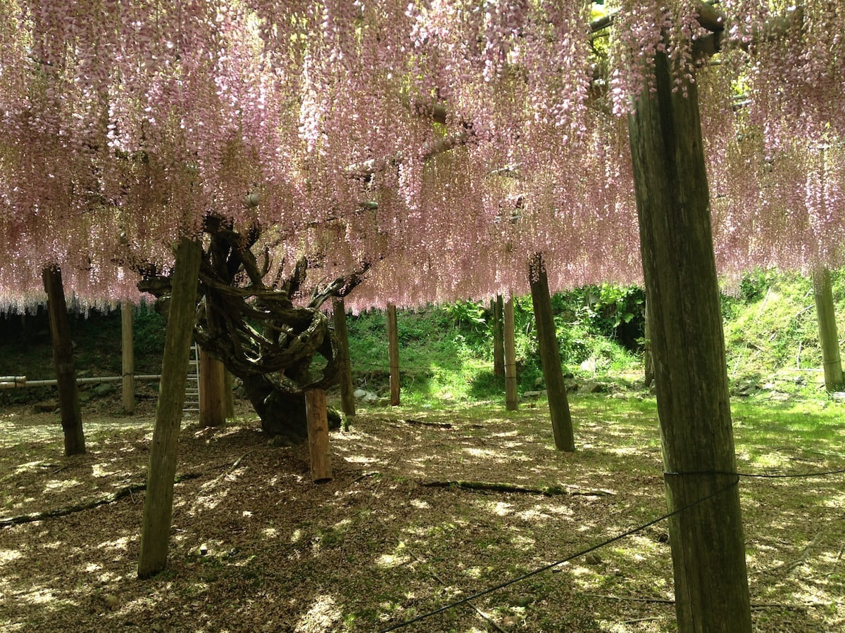 jardines: Jardín Kawachi Fuji