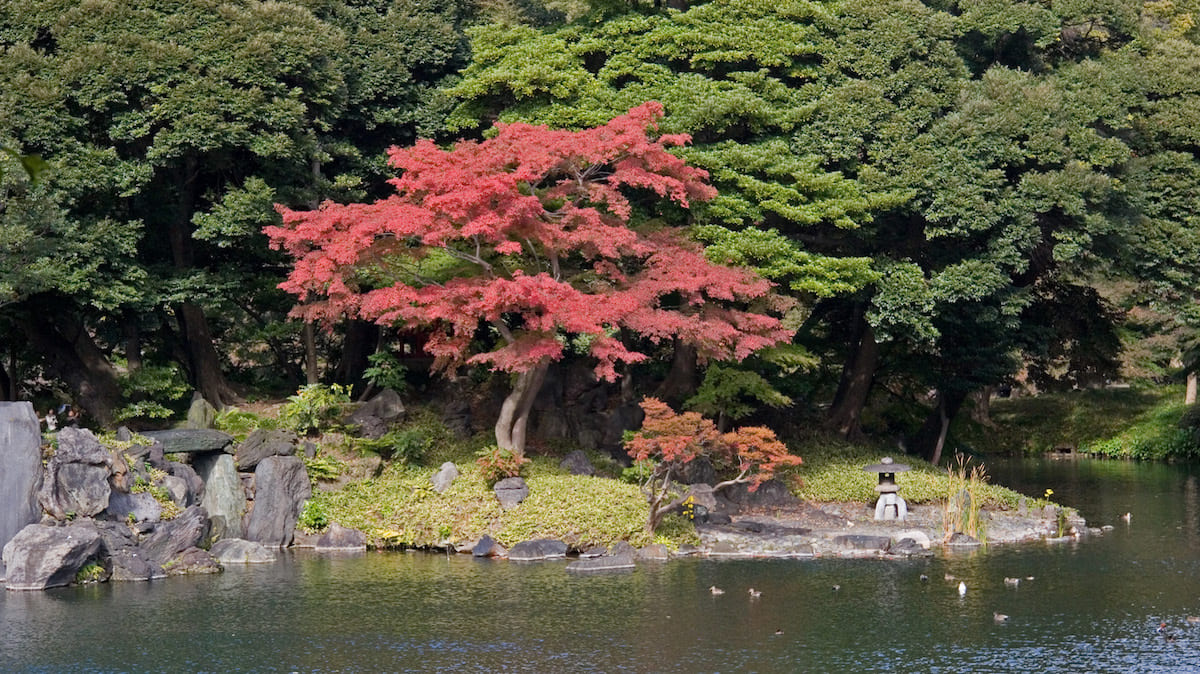 jardines: Jardín Koishikawa Korakuen