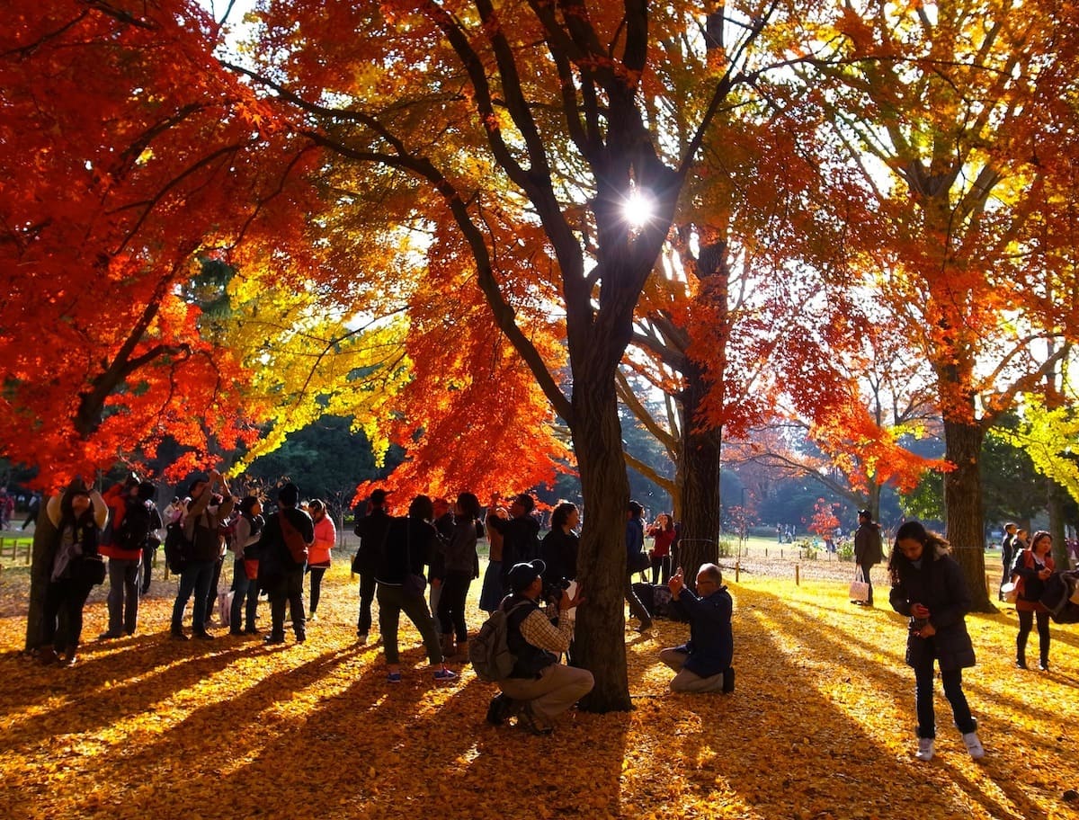 parques: Parque Yoyogi