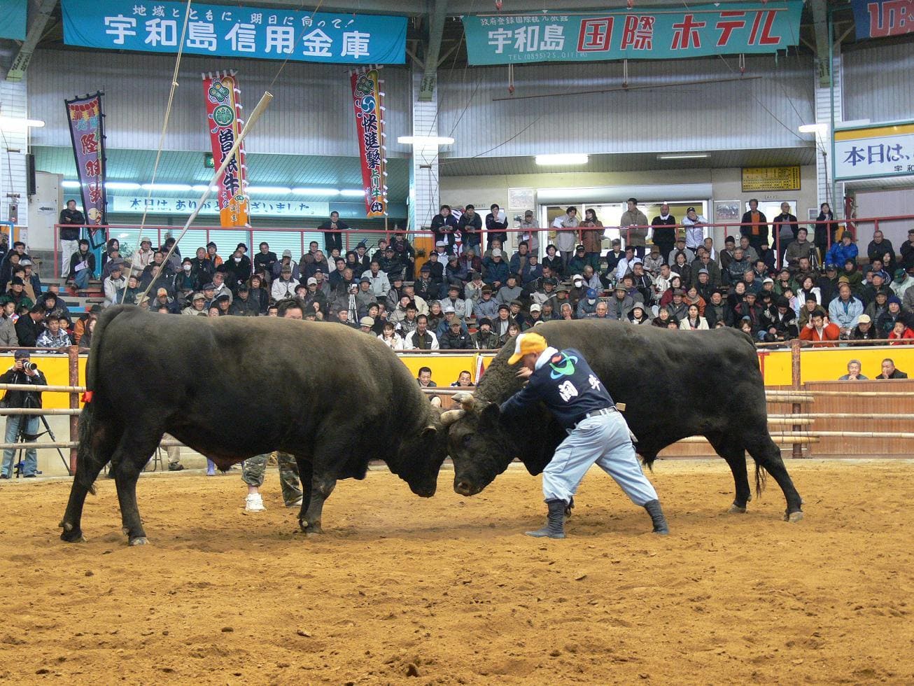 festivales: Pelea de Toros de Uwajima